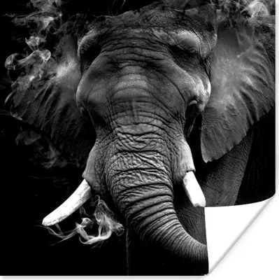 Produktbild von MuchoWow® Poster Elefant - Rauch - Zähne - Schwarz - Weiß 100x100 cm - Babyzimmer