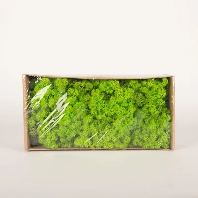 Produktbild von INNA-Glas Dekoratives Moos SVEINBJÖRN, apfelgrün, 500g - Echtes Isländisches Moos