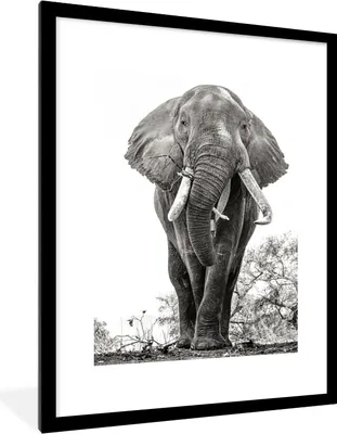 Produktbild von MuchoWow® MuchoWow® Gerahmtes Poster Elefant - Porträt - Tiere - Schwarz und weiß 60x80 cm - Poster mit zchwarzem Bilderrahmen - Wohnzimmer - Dekorationen - Prämie