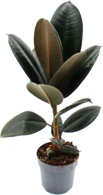 Image de Hévéa - Ficus elastica "Abidjan" - Pot 11cm