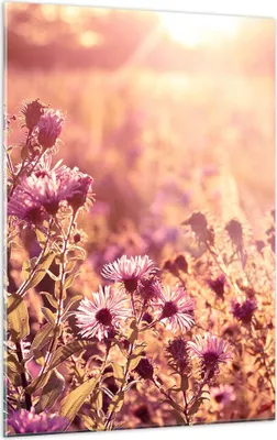 Produktbild von Bilder auf glas - Einteilig - Wiese Blumen Sonne - 50x70cm - Glasbilder - Wandbilder - Bilder - zum Aufhängen bereit - Wanddekoration aus Glas - Glas Bilder - Wandbild auf Glas - GPA50x70-4819