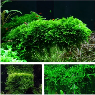 Produktbild von Moos Set mit 3 Tropica in Vitro Pflanzen Aquariumpflanzenset Nr.55