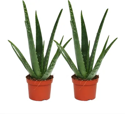 Produktbild von 2er Set - Aloe vera - ca. 2 Jahre alt - 10,5cm Topf