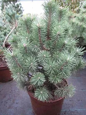 Produktbild von Kegelbergkiefer Columbo - Pinus mugo - 30-40cm
