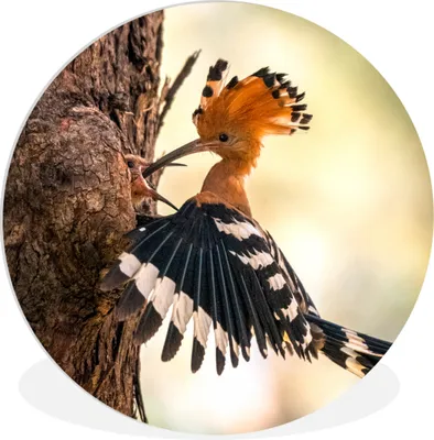 Produktbild von MuchoWow® Rundes Wandbild - Runde Bilder Vogel - Baum - Wald Ø 60 cm Kreis Wanddekoration Kunststoff - Wandkreis - Wandschmuck - Wand Kreis - Das Schlafzimmer - Die Bilder - Wandmalerei - Kunst für das Haus - das Plastik