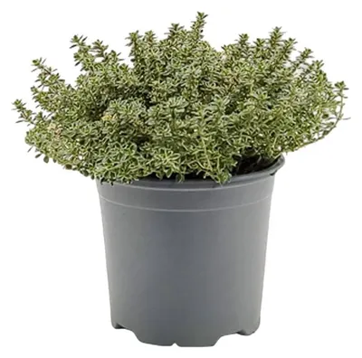 Produktbild von Warentuin Producten