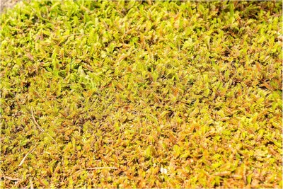 A close-up view of a dense ground cover plant.