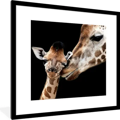 Produktbild von MuchoWow® Gerahmtes Poster Giraffe - Tiere - Schwarz - Porträt - Tiere 40x40 cm - Poster mit Schwarzem Bilderrahmen Wandposter Rahmen Foto Bilder - Poster - Plakat im Rahmen