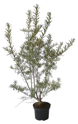 Produktbild von Pollmix männliche Sanddornsorte Befruchterpflanze für weiblichen Sanddorn 3 Liter Topf ca. 40-60 cm