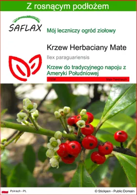 Zdjęcie produktu dla SAFLAX - Krzew Herbaciany Mate - 10 Nasiona - Z podłożem uprawowym wolnym od zarazków - Ilex paraguariensis
