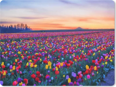 Produktbild von MuchoWow® Mauspad Mousepad Tulpen - Regenbogen - Horizont 23x19 cm - Mousepads - Maus Mat - Pad - Mausunterlage - Schreibtischunterlage - Mauspad