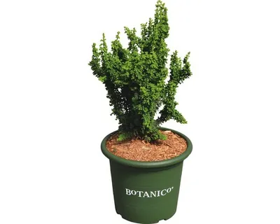 Produktbild von Hinoki-Scheinzypresse Botanico Chamaecyparis obtusa 'Chirimen' H 20 cm Co 3,7 L