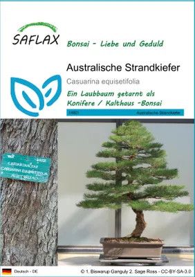 Produktbild von SAFLAX - Australische Strandkiefer - Casuarina equisetifolia - 200 Samen
