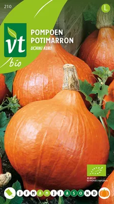 Obrázek produktu pro Dýně Uchiki Kuri Organická semena - Přibližně. 2 gr | VT_210