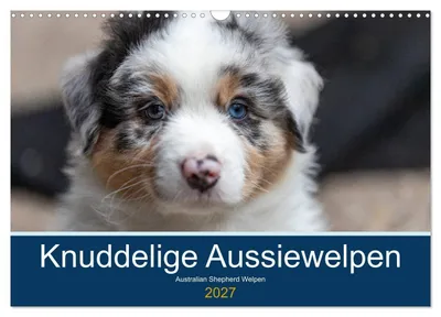Produktbild von Australian Shepherd Welpen 2027 (Wandkalender 2027 DIN A3 quer), CALVENDO Monatskalender