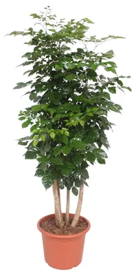 Image de Radermachera hainanensis - 175-190cm - Ø34cm - Plante d'intérieur - Vert persistant