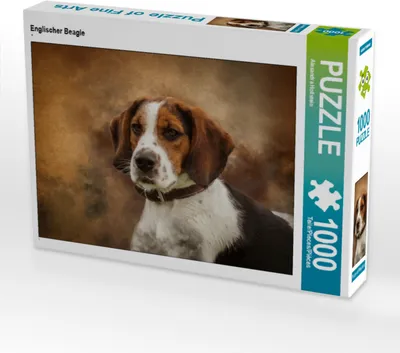Produktbild von CALVENDO Puzzle Englischer Beagle 1000 Teile Puzzle quer | 1000 Teile Lege-Größe 64x48cm Foto-Puzzle für glückliche Stunden