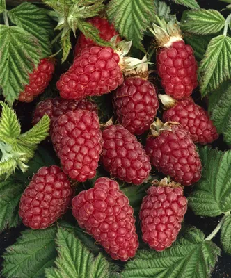 Produktbild von Rubus 'Tayberry Medana' -R-, Tayberry, süß, 40–60 cm
