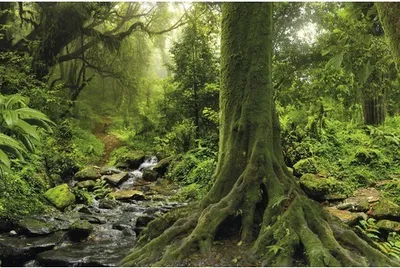 Produktbild von Fototapete Vlies 221063 Tropical Jungle Stream 10-tlg. 500 x 280 cm