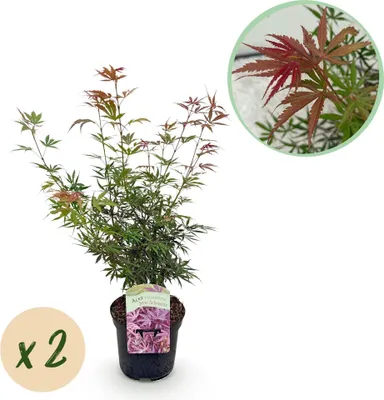 Immagine prodotto di Acero giapponese (Acer palmatum) Jerre Swarts, 2 piante, rosso scuro, altezza 70 cm ciascuna