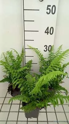 Obrázok produktu pre 6 x Polystichum munitum - západoamerická mečíková papraď - kvetináč 9 x 9 cm