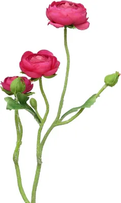 Produktbild von artplants.de Kunstblumen Zweig Ranunkel JIXIANG, pink, 50 cm - Künstliche Blume