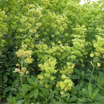 Obrázok produktu pre 6 x balkánska ostrica - Euphorbia amygdaloides robbiae | kvetináč 9cm x 9cm