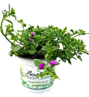 Produktbild von Enseleits Herzblatt-Salat, Aptenia cordifolia/Herzblatt-Eisblume