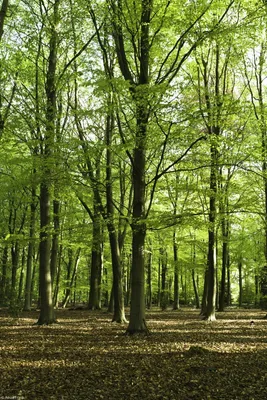 Zdjęcie produktu dla Plakat 20x30cm Wiosenny Las