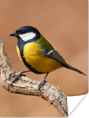 Produktbild von MuchoWow® Poster Vogel - Kohlmeise - Zweige 30x40 cm - Wandplakat - Poster Kinderzimmer
