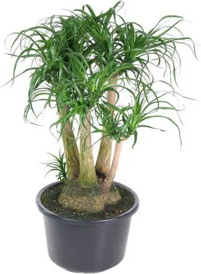 Produktbild von Beaucarnea Klumpstamm 110cm Ø41cm Zimmerpflanze mit exotischem Look Elefantenfuß