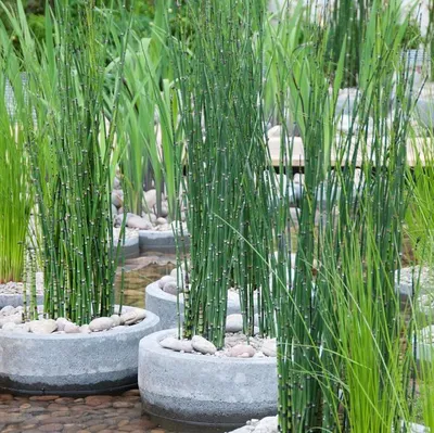 Zdjęcie produktu dla Bloomique - Zestaw 6 szt. - Equisetum Japonicum - Japońska ćma ochotkowa - Rośliny do oczek wodnych - Rośliny wodne - Odporne na zimę - Wysokość 20-30 cm - Doniczka 9 cm