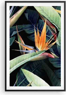 Produktbild von Gerahmtes Poster - Schwarzer Rahmen - Pflanze Tropisch Blume - 61x91,5 cm - Wand Bild - Wanddeko - Wandbilder - Kunstposter - Wandposter - Bilderrahmen - Bilder - Kunstdruck - P2BPA61x91-5093
