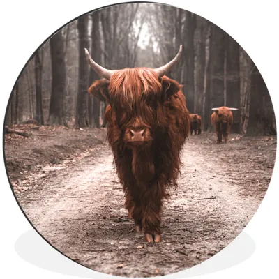 Produktbild von MuchoWow® Aluminium Wandkreis Schottischer Hochländer - Wald - Kuh - Tiere - Natur Ø 60 cm Wanddeko Modern Wohnzimmer - Wand Kreis - Wandbild - Schlafzimmer - Aluminium Bild - Kinderzimmer - Wohnzimmer Dekoration - Wandschmuck