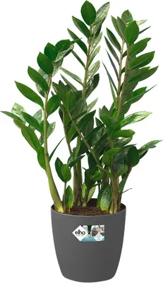 Produktbild von Elho Brussels Rund 22 - Blumentopf - Seife - Innen - Ø 22.3 x H 20.6 cm