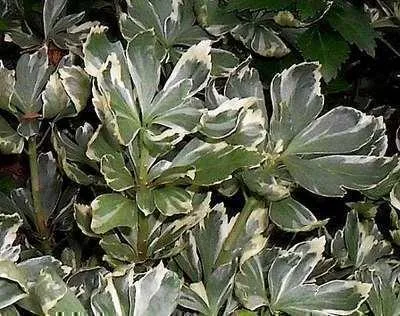 Produktbild von 6 x  Pachysandra term. 'Variegata' - Dickmännchen - Topf 9 x 9 cm
