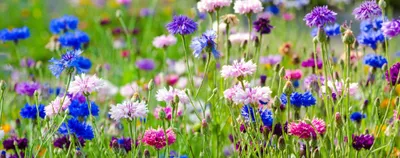 Image de Mélange de 500 graines de bleuets – Fleurs sauvages colorées pour prairies fleuries et pâturages à abeilles – Graines de bleuets multicolores pour le jardin, le balcon et les prairies naturelles