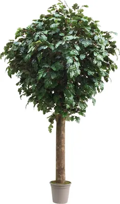 Produktbild von artplants.de Künstliche Eiche MISIANA, Naturstamm, grün, crossdoor, 250cm -  Italy - Unechter Baum