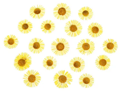 Getrocknete gepresste Blumen, 60 Stück, gelb, 1,5–2 cm
