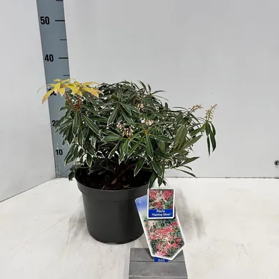 Produktbild von Pieris ‘Flaming Silver’ - Schattenglöckchen | 20-25 cm im Topf