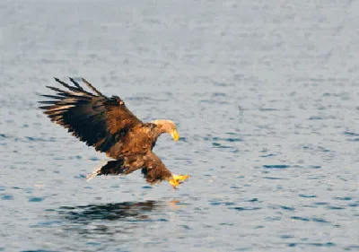 Produktbild von 3 D Ansichtskarte fischender Seeadler, Postkarte Wackelkarte Hologrammkarte, Tier Vogel Adler