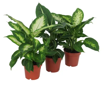 Produktbild von Diffenbachia 40 cm 3er Set Zimmerpflanze