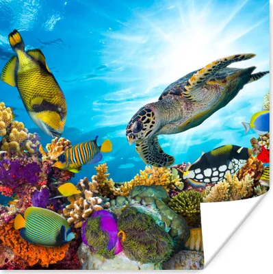 Produktbild von MuchoWow® Poster Schildkröte - Meer - Koralle 100x100 cm - Babyzimmer
