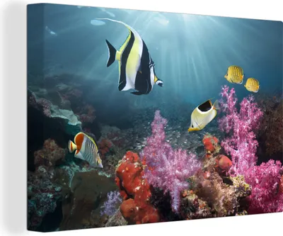 Obrázek produktu pro OneMillionCanvasses® - Obrazy na plátně - 140x90 cm, Barevný korál, Nástěnný tisk Nástěnná dekorace - Fotografie na plátně - Obraz na dřevěném rámu