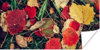 Produktbild von MuchoWow® Poster Blätter - November - Herbst - Natur 120x60 cm - Bild