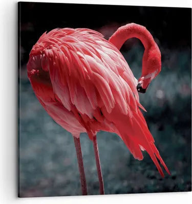 Produktbild von Bild auf Leinwand - Leinwandbild - Einteilig - Flamingo Rosa Vogel - 50x50cm - Wand Bild - Wanddeko - Wandbilder - Leinwanddruck - Bilder - Wanddekoration - Leinwand bilder - Wandbild - AC50x50-4551