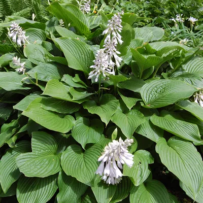 Image de 6 x Siebolds Funkie - Hosta sieboldiana | Topf 9cm x 9cm