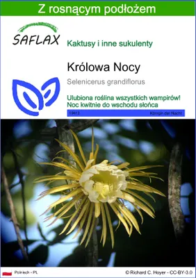 Zdjęcie produktu dla SAFLAX - Królowa Nocy - 40 Nasiona - Z podłożem uprawowym wolnym od zarazków - Selenicerus grandiflorus