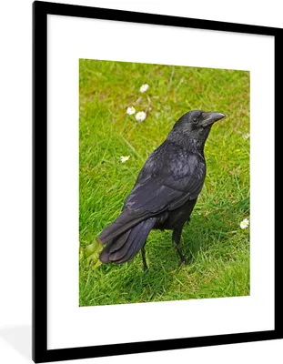 Produktbild von MuchoWow® Gerahmtes Poster Krähe - Gras - Blumen 60x80 cm - Poster mit Schwarzem Bilderrahmen Wandposter Rahmen Foto Bilder - Wohnzimmer - Dekorationen - Prämie