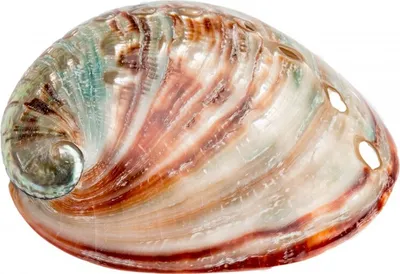 Produktbild von Haliotis rufescens, Größe ca. 6-8cm, poliert | Abalone-Schnecke